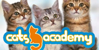 Cats Academy